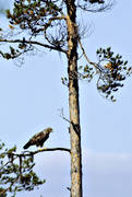 animals, bird, bird of prey, birds, buteonine, pine, raptors, rough-legged buzzard