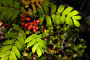 berries, forest land, leave, nature, red, red, rowan, sour, tree, woodland