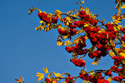 autumn, berries, blue, red, ripe, ripe, rowan, season, seasons, sky, sour