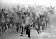animals, canvastavla, fototavla, mammals, reindeer, reindeer separation, reindeer separation, rendjur, renflock, rusning, tavla