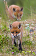 animals, fox, fox, fox puppy, foxes, game, kid, mammals, puppy, red fox