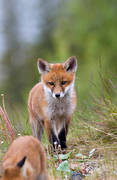 animals, fox, fox, fox puppy, foxes, game, kid, mammals, puppy, red fox