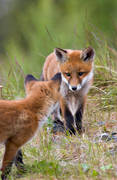 animals, fox, fox, fox puppy, foxes, game, kid, mammals, puppy, red fox