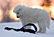 animals, dog, dogs, mammals, puppy, samojedvalp, samoyed, sled dog, sledge dog, winter