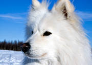 animals, dog sport, dogs, mammals, polar-dog, samoyed, sled dog, sledge dog, sledge dogs, winter, winter sport
