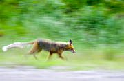 animals, fox, green, green, mammals, movement, red fox, run, runs, sarcoptes scabiei, scab, scab fox, scabies diseased