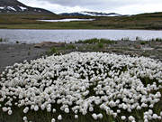 alpine flowers, biotope, biotopes, eriophorum, flower, flowers, mountain, mountains, nature, scheuchzer's cottongrass, scheuchzeri