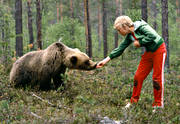 animals, bear, brown bear, fearless, fed, mammals, predators, tame, teddy bear, unshy, ursine