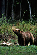 animals, bear, bear carrion, bear cubs, brown bear, cadavers, carrion, mammals, predators, she-bear, Sonfjllet, ursine