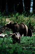 animals, bear, bear carrion, bear cubs, brown bear, cadavers, carrion, mammals, predators, she-bear, Sonfj�llet, ursine