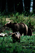 animals, bear, bear carrion, bear cubs, brown bear, cadavers, carrion, mammals, predators, she-bear, Sonfjllet, ursine