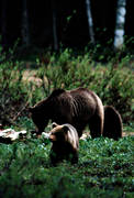 animals, bear, bear carrion, bear cubs, brown bear, cadavers, carrion, mammals, predators, she-bear, Sonfjllet, ursine