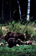 animals, bear, bear carrion, bear cubs, brown bear, cadavers, carrion, mammals, predators, she-bear, Sonfjllet, ursine