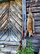 fox, fox hunting, hunting, muffler, shot, wall, weapon