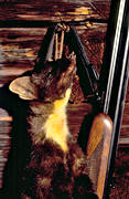 gun, hunting, marten hunt, pine marten