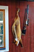 combined weapon, fox hunting, gun, hunting, hunting weapon, red fox, shot