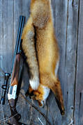 combined weapon, fox hunting, gun, hunting, hunting weapon, red fox, shot