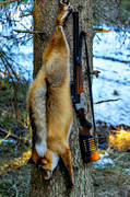 combined weapon, fox hunting, gun, hunting, hunting weapon, red fox, shot