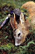 bag, bock hunting, gun, hunting, roebuck, roedeer hunting, venison