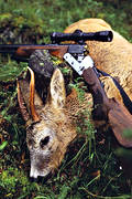 bag, bock hunting, gun, hunting, roebuck, roedeer hunting, venison