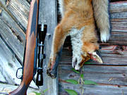 aiming telescope, fox, fox hunting, hunting, shot, wall, weapon, young fox