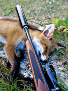 fox, fox hunting, hunting, muffler, shot, weapon, young fox