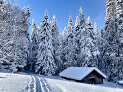 ambience, ambience pictures, atmosphere, barn, christmas ambience, hgvinter, mid-winter, pines, season, seasons, snow, snow-weighted, winter, woodland