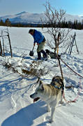 outdoor life, ski touring, sled dog, spring-winter, winter, ventyr
