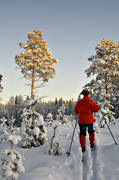 ambience, ambience pictures, atmosphere, backcountry skiers, christmas ambience, forest plantation, forestry, pine, pine forest, plantation, season, seasons, seed pines, self-seeding, ski touring, skies, skiing, spring wood, tree, winter, woodland, ventyr