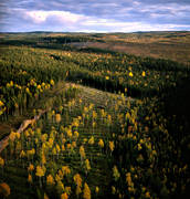 aerial photo, aerial photo, aerial photos, aerial photos, autumn, cutting area, drone aerial, drnarfoto, fell, felling, forestry, logging, timber, woodland, work