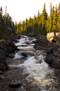 creek, creek, forest land, forests, nature, watercourse, woodland