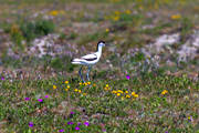 animals, bird, birds, Närsholmen, recurvirostra avosetta, skärfläcka, wader, waders, wading birds