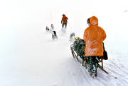 cold, dog musher, dog handler, dogsled ride, mountain people, sled dog, sled dogs, sledge dog, sledge dog ride, sledge dogs, sledge trip, snow, snow storm, storm, storm, wild-life, winter, äventyr