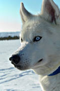 animals, canidae, dog, eye, eyes, husky, mammals, polar-dog, siberian, sled dog