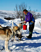 dogs, dogsled ride, feed, feed, sled dog, sled dogs, sledge dog, sledge dogs, wild-life, winter, ventyr