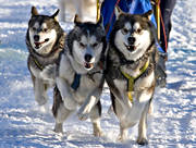 alaskan malamute, dog, dogs, dogsled, dogsled competition, sled dogs, sledge dog, snow, speed, winter