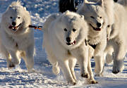 dog, dogs, dogsled, dogsled competition, samoyed, samoyeds, sled dog, sled dogs, sledge dog, snow, speed, winter