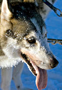 dog, dogs, dogsled, dogsled competition, husky, siberian, siberian husky, sled dog, sled dogs, sledge dog, snow, winter