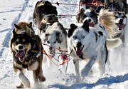 alaskan, dog, dog musher, dog handler, dogs, dogsled, husky, sled dog, sled dogs, sledge dog, sledge dogs, snow, speed, winter, ventyr