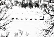 Amundsen, amundsenrace, dog, dog musher, dog handler, dogs, dogsled, race, sled dog, sled dogs, sledge dog, sledge dogs, snow, speed, winter, ventyr