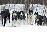 alaskan, Amundsen, amundsenrace, dog, dog musher, dog handler, dogs, dogsled, husky, race, sled dog, sled dogs, sledge dog, sledge dogs, snow, speed, winter, ventyr