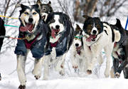 alaskan, Amundsen, amundsenrace, dog, dog musher, dog handler, dogs, dogsled, husky, race, sled dog, sled dogs, sledge dog, sledge dogs, snow, speed, winter, äventyr