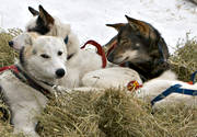 Amundsen, amundsenrace, dog, dogs, dogsled, race, sled dog, sled dogs, sledge dog, sledge dogs, snow, speed, winter, ventyr