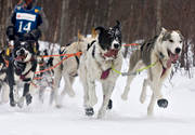 alaskan, Amundsen, amundsenrace, competition, dog, dog musher, dog handler, dogs, dogsled, husky, race, sled dog, sled dogs, sledge dog, sledge dogs, snow, speed, winter, ventyr