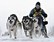 dog, dogs, dogsled, dogsled competition, siberian husky, sled dogs, sledge dog, sledge dogs, snow, speed, winter