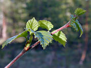 biotope, biotopes, birch, birch leaf, budding, buds, foliation, forest land, forests, greenery, leaf, nature, slender, spring, woodland, zizzing leaves