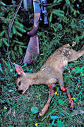 allmnjakt, animals, cut, fawn of roedeer, hunting, injured, kid, mammals, mower, roedeer hunting, venison