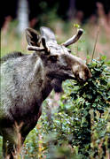 animals, brushwood, close-up, elk grazing, grazing, male moose, mammals, moose, moose