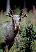 animals, brushwood, close-up, elk grazing, grazing, male moose, mammals, moose, moose, young bull
