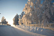 ambience, ambience pictures, atmosphere, birches, christmas ambience, cold, cold, frosty, season, seasons, snow, winter
